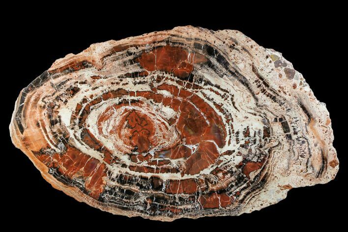 Red/Black Petrified Wood (Araucarioxylon) Slab - Arizona #106309